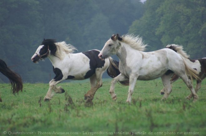 Photo de Races diffrentes