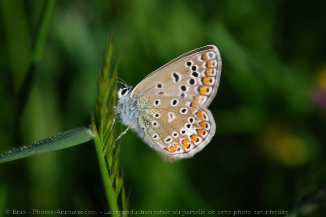 Photo de Papillon - le bel argus