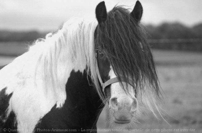 Photo de Races diffrentes