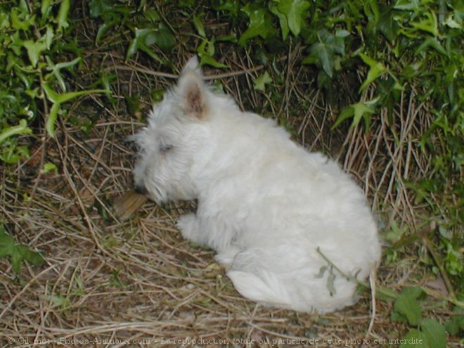 Photo de Scottish terrier