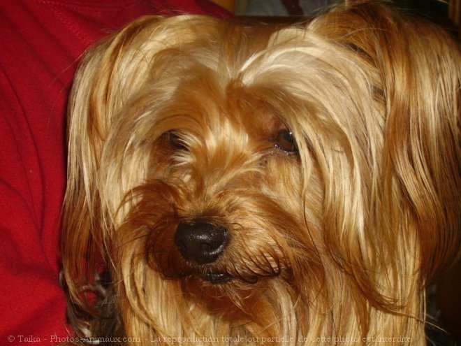 Photo de Yorkshire terrier