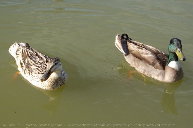 Photo de Canard