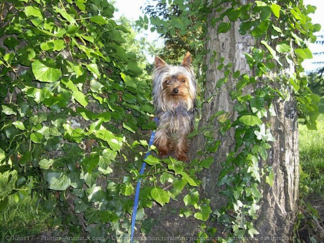 Photo de Yorkshire terrier