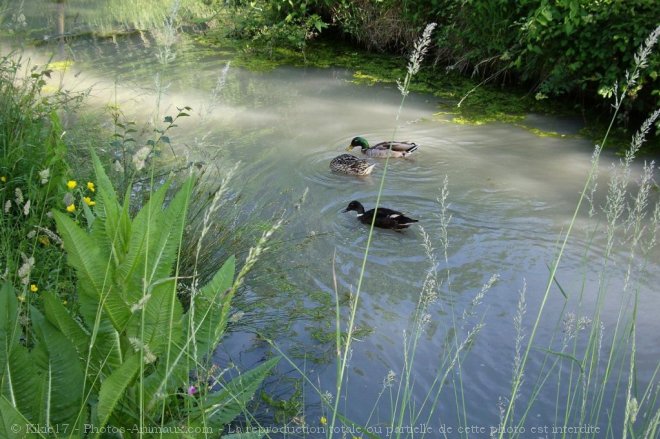 Photo de Canard