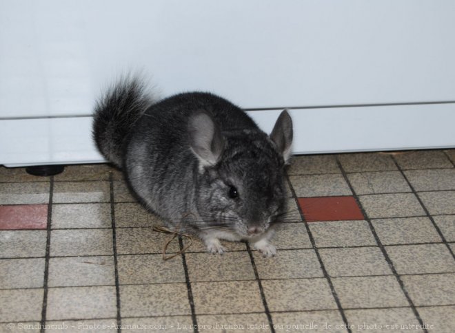 Photo de Chinchilla