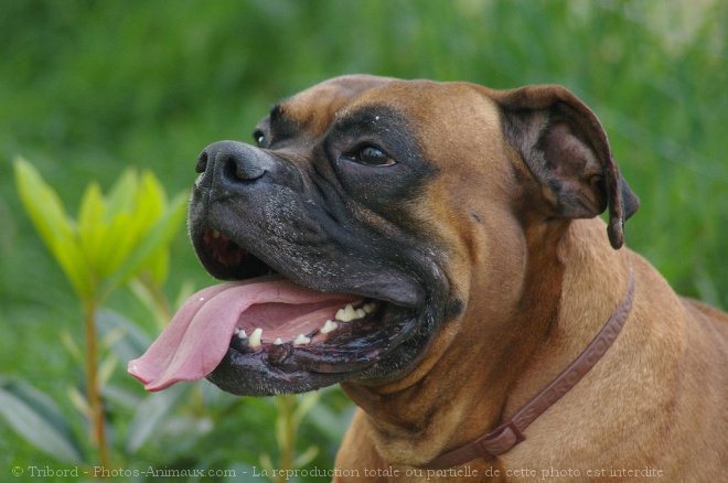 Photo de Boxer