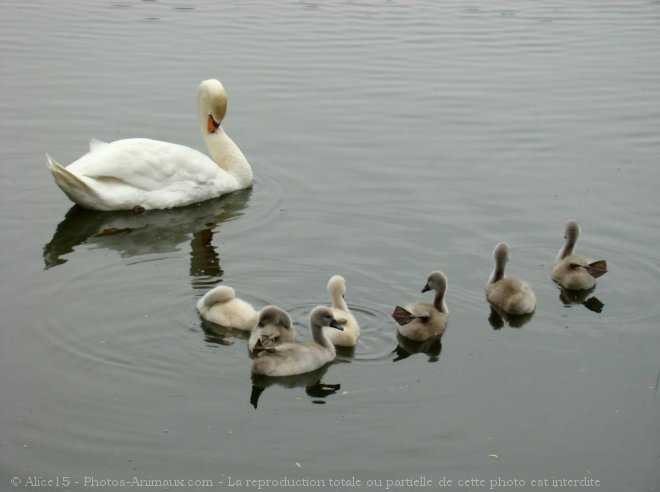 Photo de Cygne