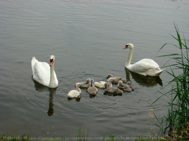 Photo de Cygne