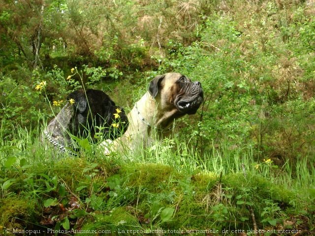 Photo de Bullmastiff