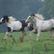 Photo de Races diffrentes