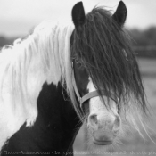 Photo de Races diffrentes