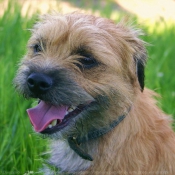 Photo de Border terrier