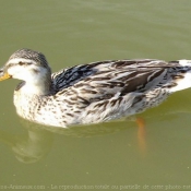 Photo de Canard