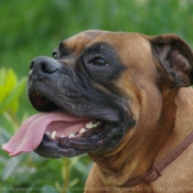 Photo de Boxer