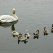 Photo de Cygne