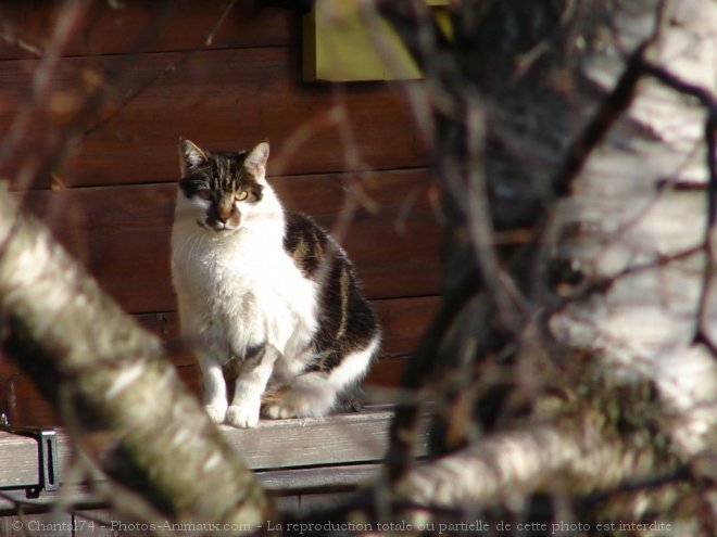 Photo de Chat domestique