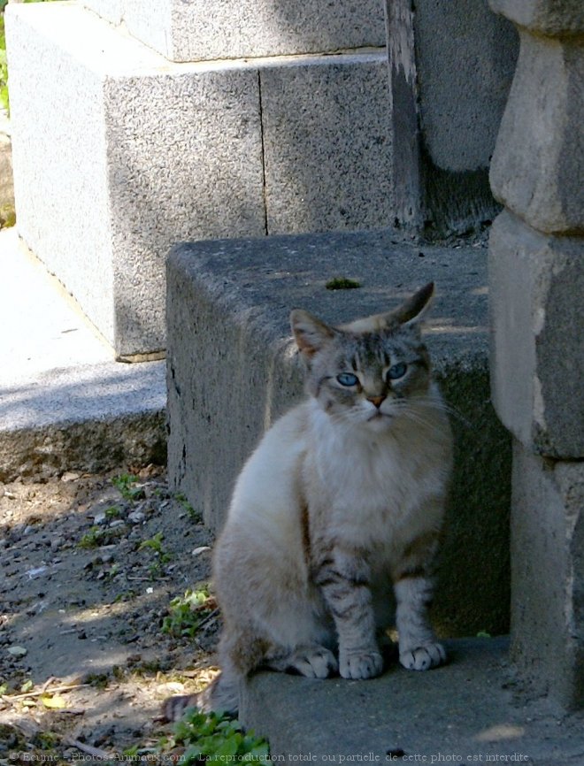 Photo de Chat domestique