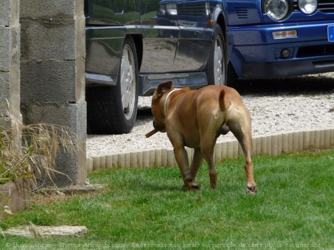 Photo d'American staffordshire terrier