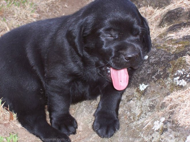 Photo de Labrador retriever