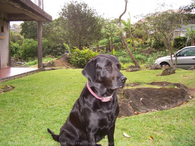 Photo de Labrador retriever