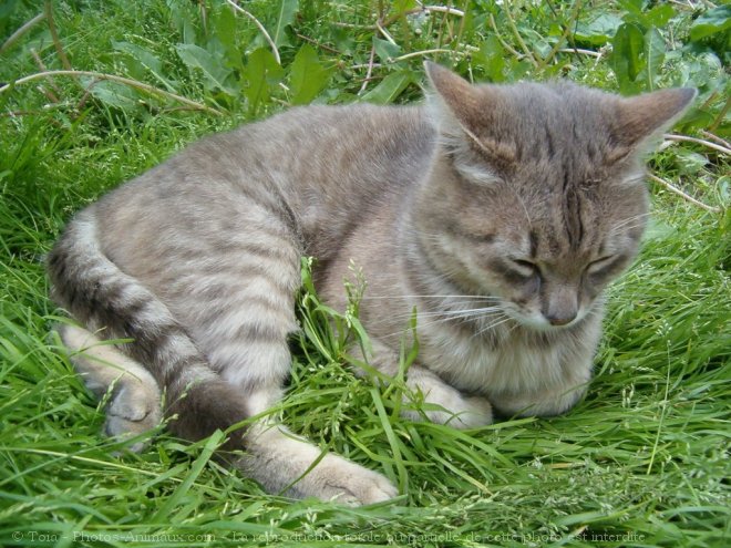 Photo de Chat domestique