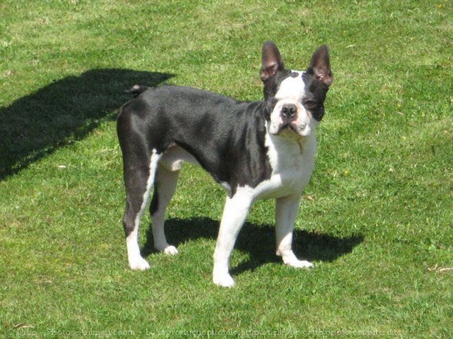 Photo de Boston terrier