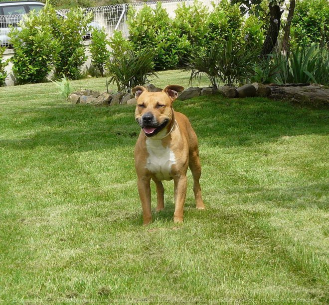 Photo d'American staffordshire terrier