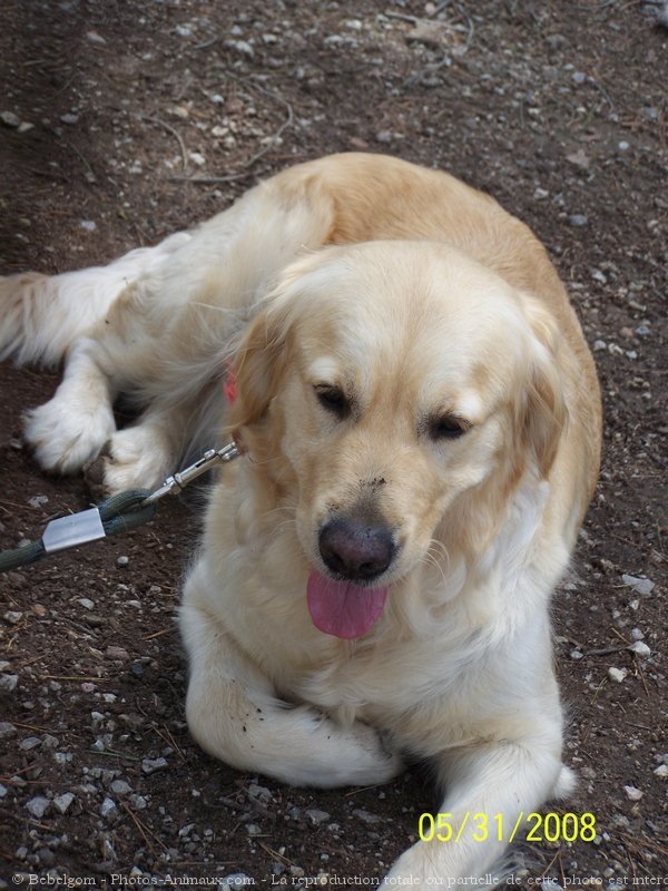 Photo de Golden retriever