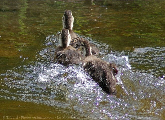 Photo de Canard colvert