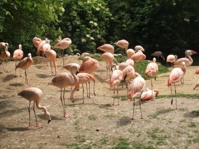 Photo de Flamand rose