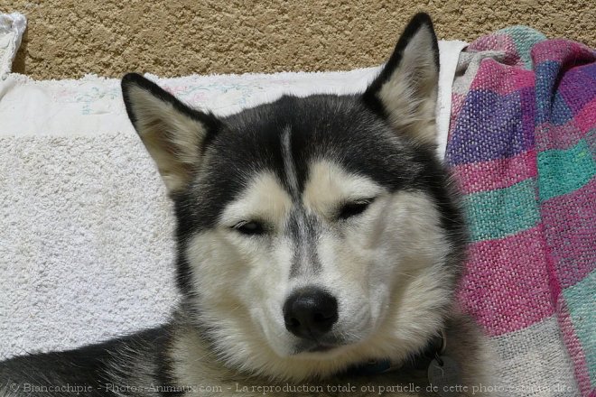 Photo de Husky siberien