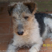 Photo de Fox terrier  poil dur