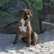 Photo de Boxer