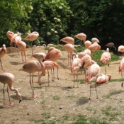 Photo de Flamand rose