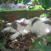 Photo d'Angora turc