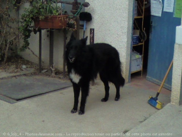 Photo de Berger belge groenendael