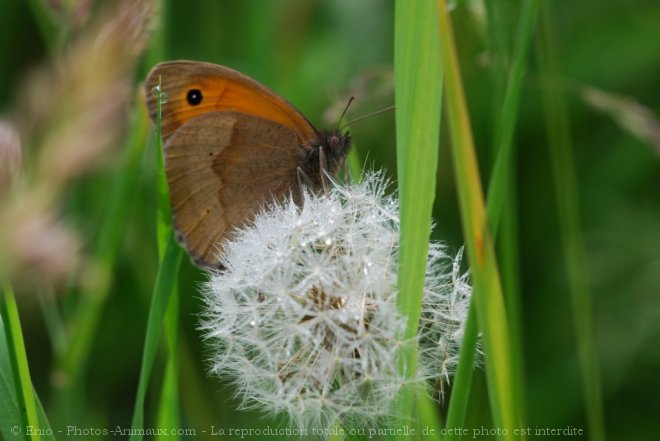 Photo de Papillon