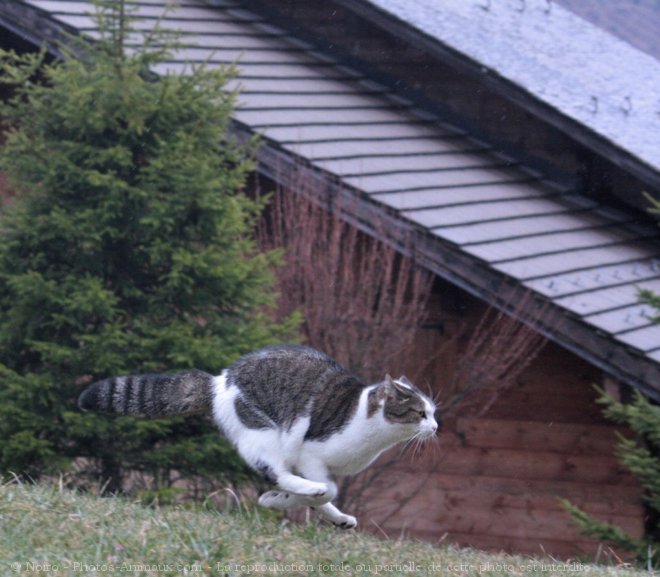 Photo de Chat domestique