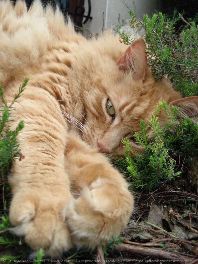 Photo d'Angora turc