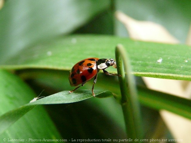 Photo de Coccinelle