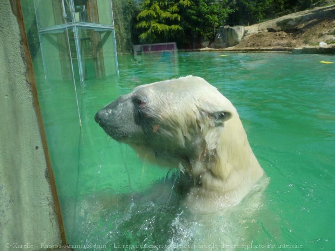 Photo d'Ours