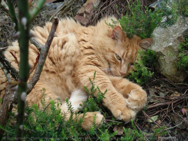 Photo d'Angora turc