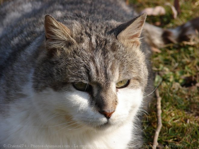 Photo de Chat domestique