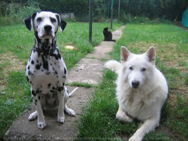 Photo de Berger blanc suisse