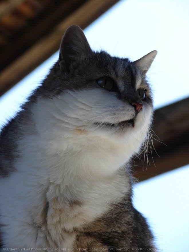 Photo de Chat domestique