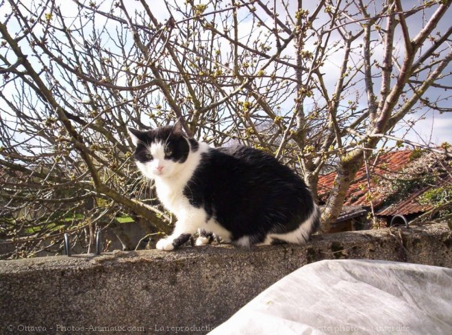 Photo de Chat domestique