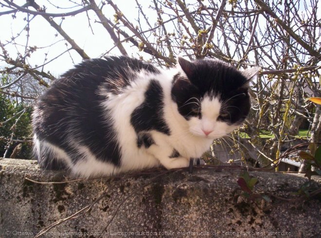 Photo de Chat domestique