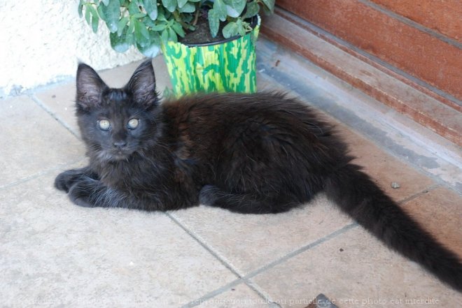 Photo de Maine coon