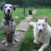 Photo de Berger blanc suisse