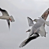 Photo de Mouette